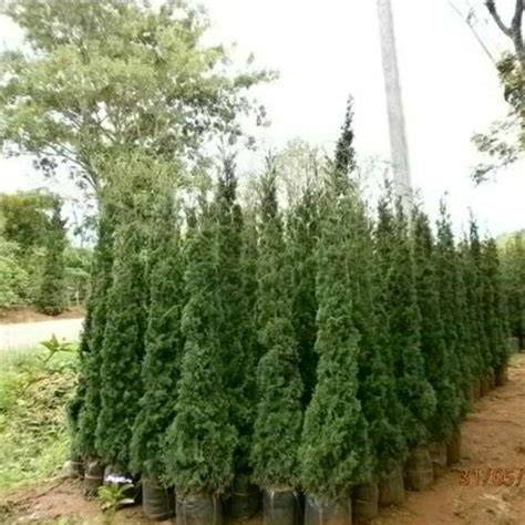 Jual Tanaman Cemara - raincitystudios.com