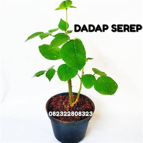 Jual Tanaman Dadap Terbaik - Harga Murah Maret … - raincitystudios.com