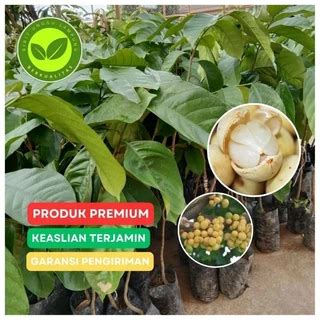 Jual Tanaman Duku Terlengkap & Harga Terbaru Maret 2026 - raincitystudios.com