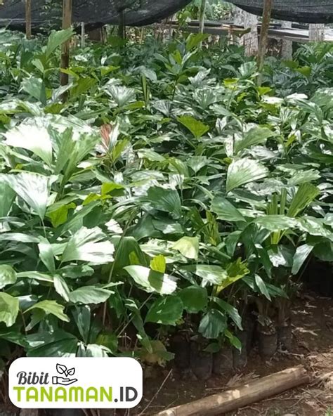 Jual tanaman Harga Terbaik & Termurah Maret 2026 | Shopee … - raincitystudios.com