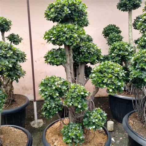 Jual tanaman hias beringin dolar - bonsai – bibit bonsai - beringin ... - raincitystudios.com