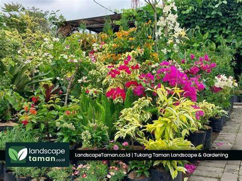 Jual Tanaman Hias Taman Terbaik - Harga Murah Maret 2026 - raincitystudios.com