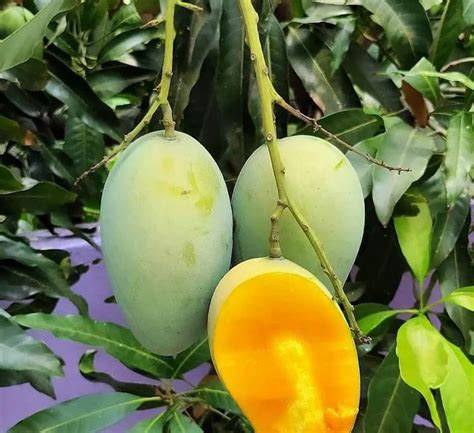 Jual Tanaman Mangga Arumanis - raincitystudios.com