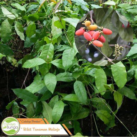 Jual Tanaman Melinjo Terbaik - Harga Murah Maret 2026 ... - raincitystudios.com
