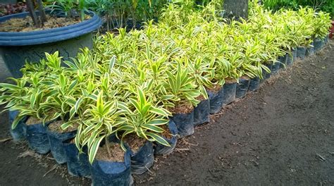 Jual Tanaman Perdu Hias Terbaik - Harga Murah Maret 2026 - raincitystudios.com