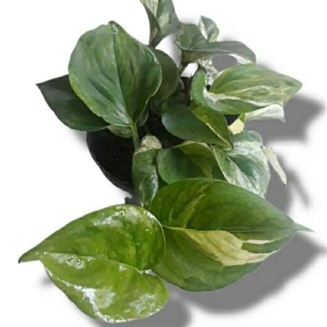 Jual Tanaman Pothos Murah & Terbaik - Harga Terbaru Januari 2026 - muktibox.com