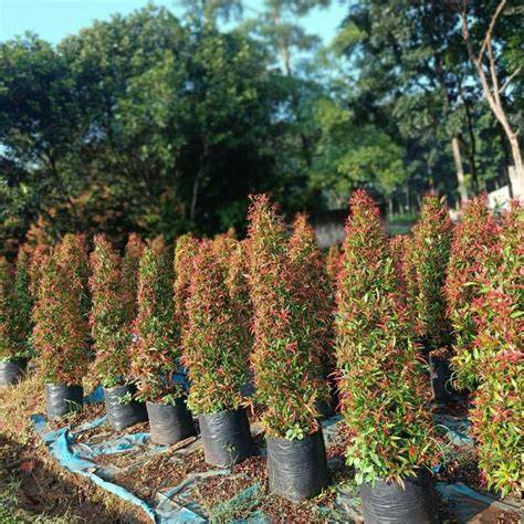 Jual Tanaman Pucuk Merah dalam Pot | Shopee Indonesia - raincitystudios.com