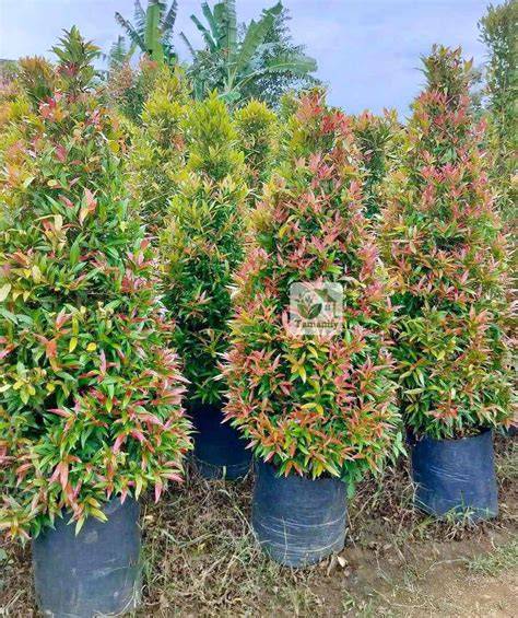 Jual Tanaman Pucuk Merah - Bibit Online - raincitystudios.com