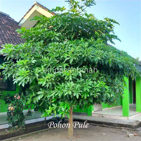 Jual Tanaman Pule Terlengkap & Harga Terbaru Oktober 2025 - raincitystudios.com