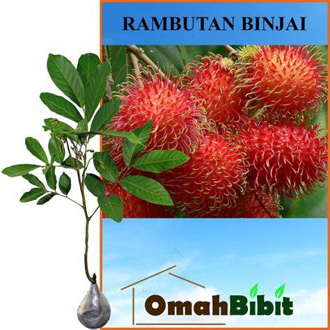 Jual Tanaman Rambutan Binjai | Bibit Online - raincitystudios.com