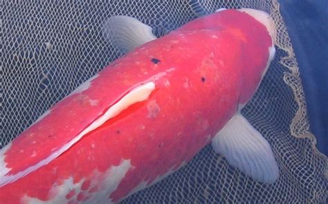 Jual White Spot Koi Murah & Terbaik - Harga Terbaru Maret 2026 - raincitystudios.com
