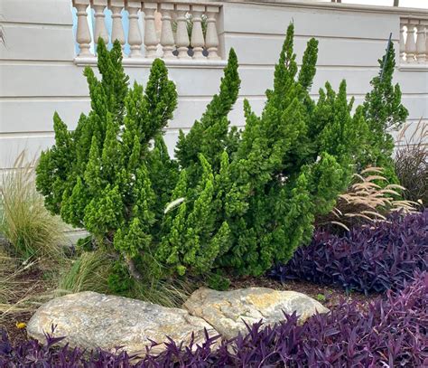 Junipers on Hillsides | Ideas and Care - PlantingTree - raincitystudios.com