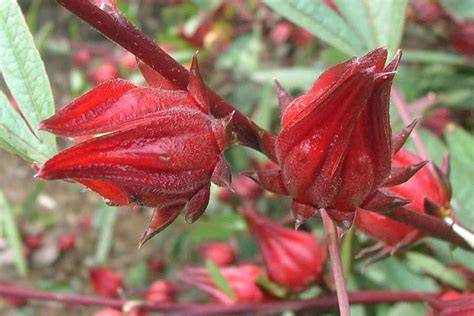 Jurnal Terapi Tanaman: Rosela ( Hibiscus sabdariffa L.) - raincitystudios.com
