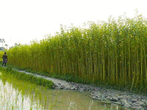 Jute Cultivation: How to Cultivate Jute: A Guide for Farmers - raincitystudios.com