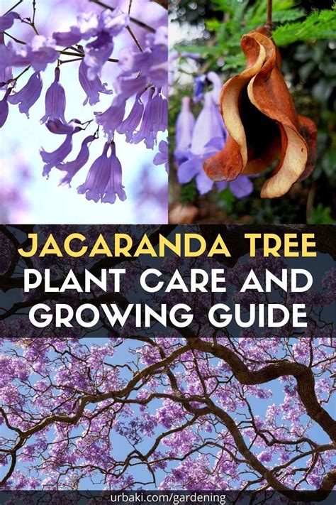Jacaranda Tree Care And Growing Guide
