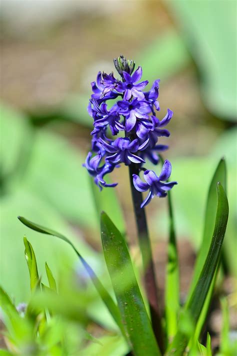 Profile picture of Jacinthe Toy