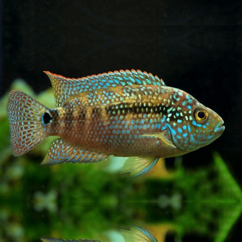 Jack Dempsey fish | Fish Breeds &ndash; Information and pictures of ...