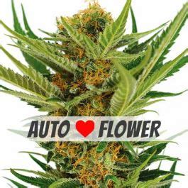 Jack Herer Autoflower Seeds For Sale Buy Online >>> ILGM