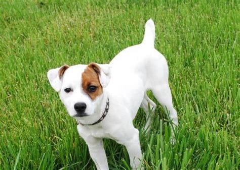 Jack Russell Terriers Puppies For Sale Dayton Tennessee Walnut Grove …