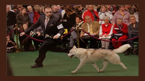  The Jack Bradshaw Dog Shows 2024 will be a premier