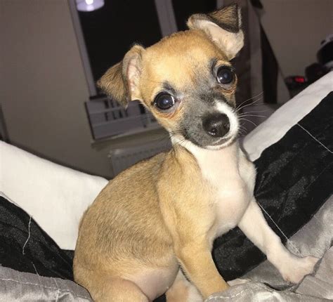 Jack chi puppies for sale. I have a litter of 5 beautifully colored Chihuahua rat terrier mix puppies. I have two boys and three girls. 5 total. Puppies are 2.5 months... December 21, 2022 2:51 am. View more. $ 300.00. 