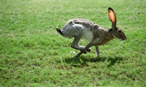 Jack rabbit running. Foxes, bobcats, dogs, hawks and owls are various predators of rabbits. Snakes, crows and red squirrels consume rabbits on occasion. Humans also kill many rabbits, both deliberately... 