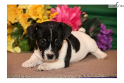 Miniature Jack Russell dogs grow to be smaller than 10 to 15 inches and less than 14 to 18 pounds. Miniature Jack Russell terriers are smaller than their full-sized counterparts.. 