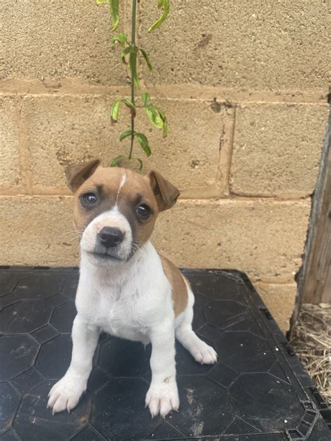 Jack russell puppies for sale nsw. .  <a href=https://u0124776.isp.regruhos...