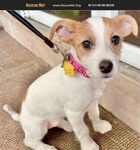 "Click here to view Jack Russell Dogs in Florida for adopt