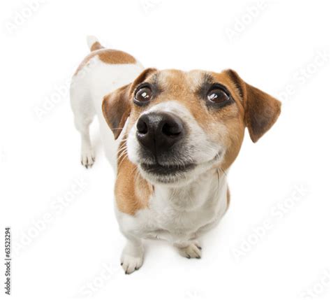 Jack russell terrier stock photo. Jack Russell Terriers Stock Photos And Images. 30,242 matches. Page of 303. Small jack russell terrier sitting on low grass, looking to side, blurred bushes in background. Set of jack russell terrier. collection of pedigree dogs. black and white illustration of a dog jack russell. vector drawing of a pet. tattoo. 