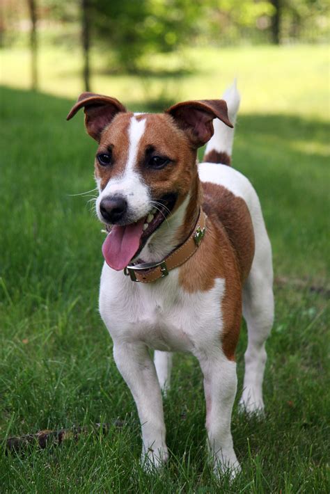 Feb 9, 2024 · 10–15 years. Colors: White, brindle, fawn, white and tan, black and white. Suitable for: Active families, those looking for a low-shedding dog. Temperament: Can be challenging to train, active, lovable, lively. The Boxer Jack Russell mix paves the path for many outcomes. You could wind up with a very active, hard-to-train dog with poor ... . 