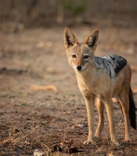 Jackal African Wildlife Foundation