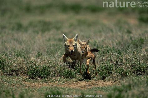 Jackal chasing Thomson