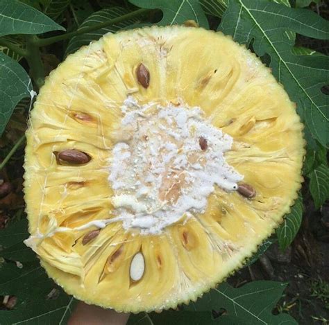 Jackfruit in spanish. Jackfruit (Artocarpus heterophyllus Lam.) is an ancient fruit that is widely consumed as a fresh fruit. The use of jackfruit bulbs and its parts has also been reported since ancient times for ... 