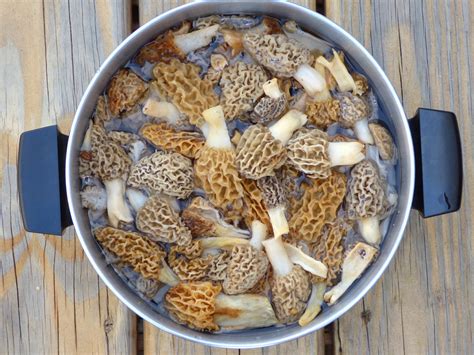 Jackpot! Iowa man says he found 23.25 lbs of morels under tree