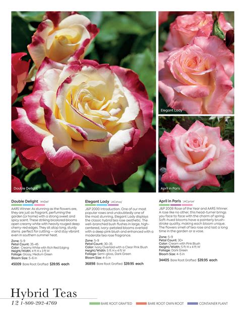 Jackson & Perkins Roses Catalog