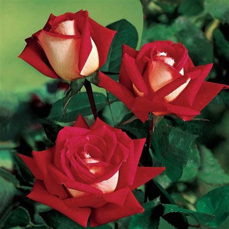 Jackson perkins. Hybrid Tea Rose. Hypnotized! Hybrid Tea Rose. The majority of the big roses in this collection are hybrid tea roses. These roses have long stems with a single rose on each stem — perfect in the garden and perfect in the vase. Hybrid tea roses have the classic shaped flowers with the raised center and spirals of petals surrounding the center. 