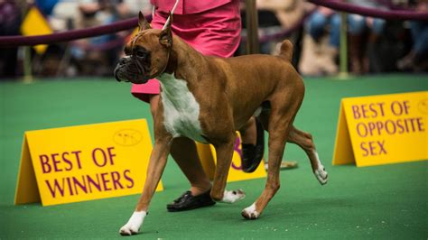 Jacksonville dog racing results. PO Box 543 Abilene, KS 67410 (785) 263-4660. ©2023 by National Greyhound Association. Log In 