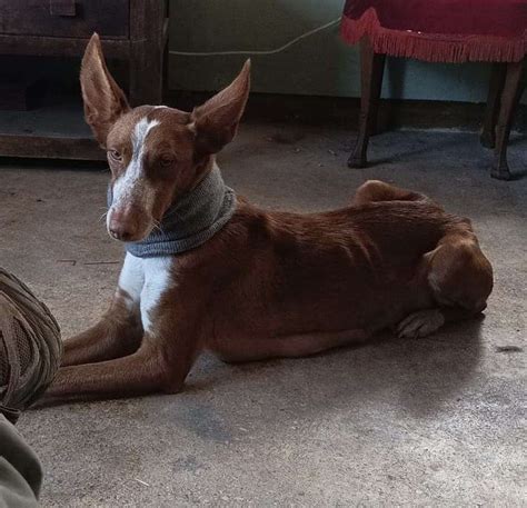 Jacky - 3 year old female Podenco Cross available for adoption