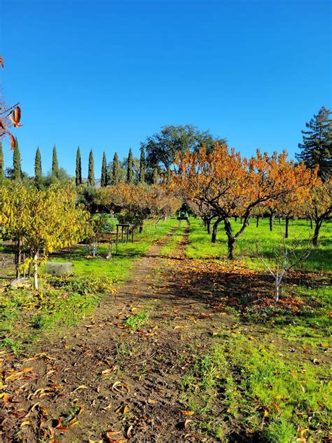 Jacobson Orchards