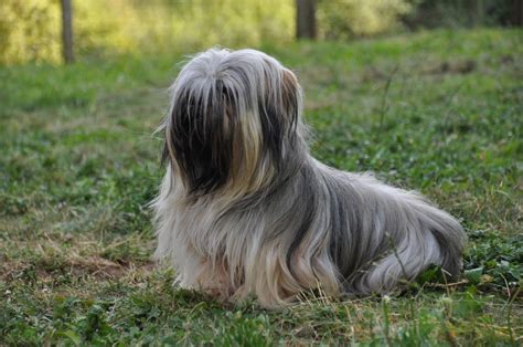Find Lhasa Apso puppies for saleNear Pennsylvania. Find Lhasa Apso puppies for sale. Although the Lhasa is best known for its jovial nature, this breed is highly confident, trainable, and clever. They excel at agility, scent work, and do very well as therapy dogs. Learn more.. 