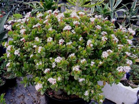 Jade bloom. Mar 9, 2011 ... Encourage bloom by withholding water when the days get short. Expose Jade plants to several weeks of cool nights without water, and then ... 