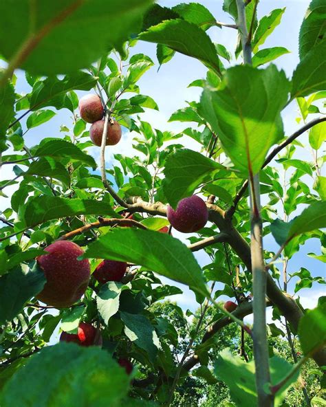 There are no u-pick apples at Jaemor Farms, but the online calendar