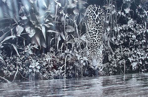 Jaguar ile Salgado MSN. 