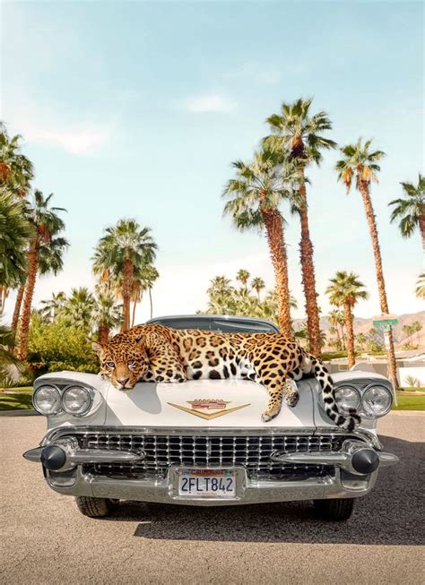 Jaguars live in many places in America, including Arizona, Texas, Southern California and New Mexico, and they can also be found in the rainforests in South and Central America. The majority of all jaguars live in the Amazon rainforest, but.... 