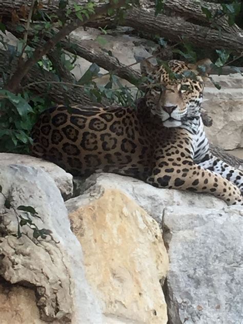 Jaguar san antonio. Starting Friday, San Antonio Zoo guests will spot a new jaguar sky walk and South America-themed habitat. Donors combined to fund the $1.7 million addition to the zoo called Neotropica . 
