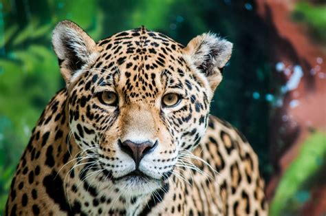 Though perhaps most associated with the jungles of Central and South America, jaguars are believed to have once ranged as far north as the Grand Canyon. …. 