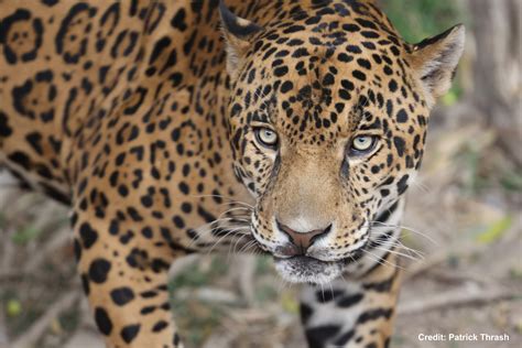 Jaguars in texas. Led by Eric Sanderson of the Wildlife Conservation Society, a group of 16 scientists released a paper in May calling for jaguars to be reintroduced in a 31,800-square-mile tract of land in central Arizona and southwestern New Mexico. The article, published in Conservation Science and Practice, made headlines … 