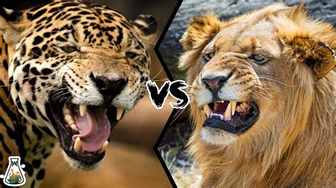 Jaguars vs. Things To Know About Jaguars vs. 