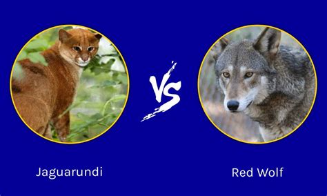 Jaguarundi vs Red Wolf: What